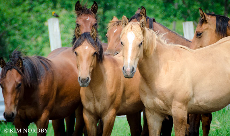 Ranch Raised Quarter Horses